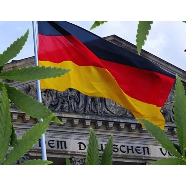 Germany Legalises Cannabis - Discount Cannabis Seeds