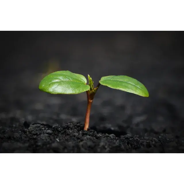 Cannabis Seeds Germination: How to Achieve Perfect Results.