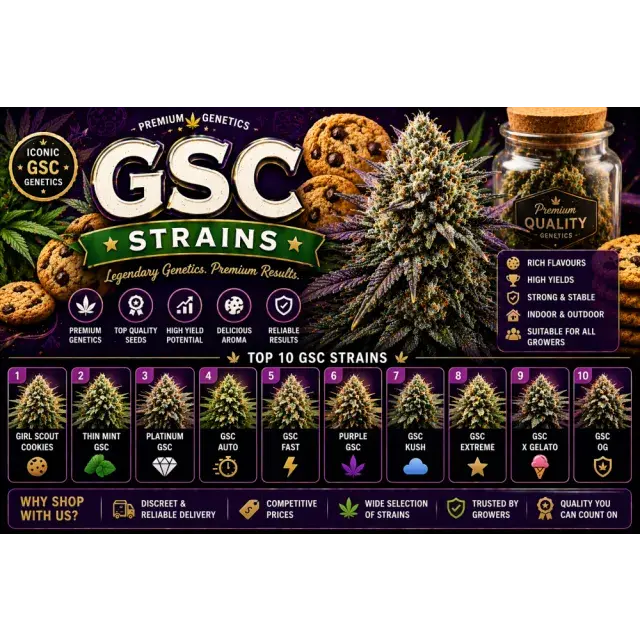 Girl Scout Cookies Cannabis Seeds UK (GSC Strain Guide 2026)