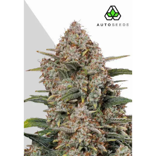 Gorilla Cookies Auto Cannabis Seeds: The Complete Guide.
