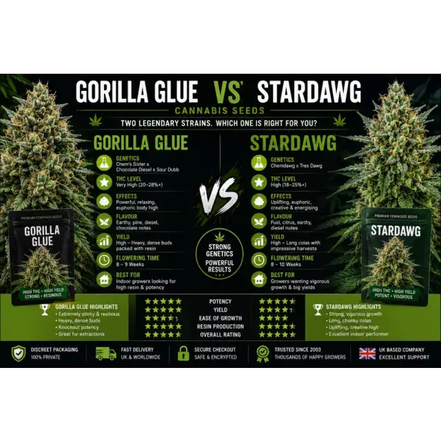 Cannabis Seeds: Gorilla Glue vs Stardawg Cannabis Seeds.