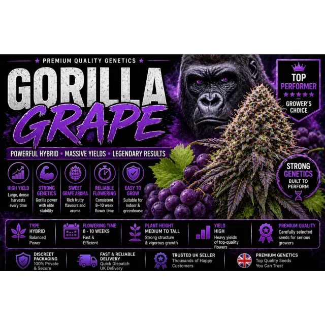 Gorilla Grape Cannabis Seeds UK (High Yield Hybrid Guide 2026).