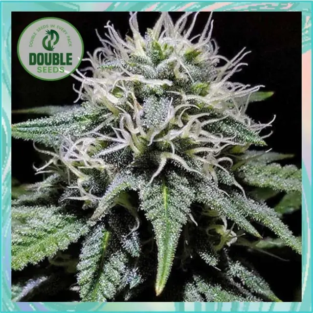 Gorilla Zkittlez Cannabis Seeds: The Complete Guide.