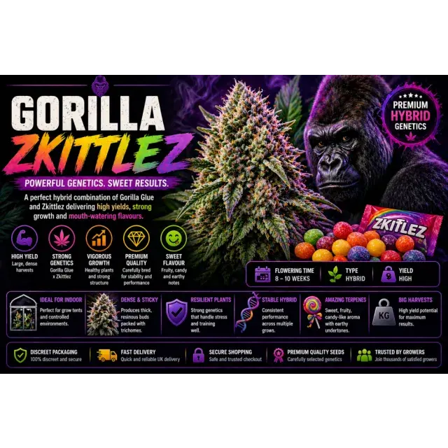 Gorilla Zkittlez Cannabis Seeds UK (High Yield Hybrid Guide 2026).