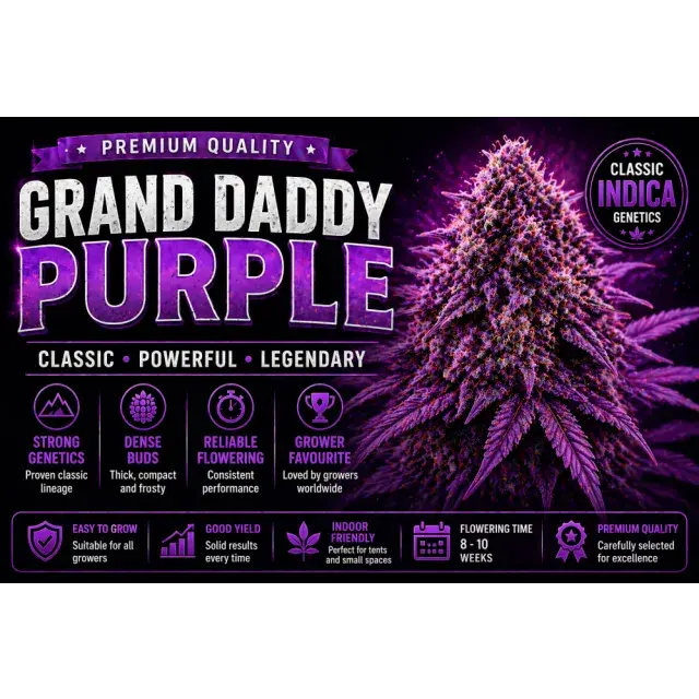 Grand Daddy Purple Cannabis Seeds UK (Classic Indica Guide 2026).