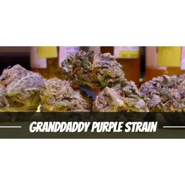  A Comprehensive Guide to Growing Grand Daddy Cannabis Seeds.