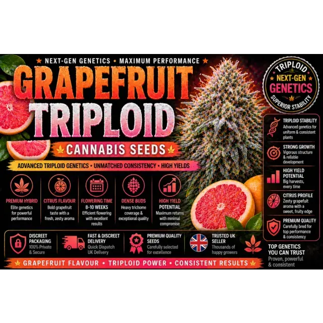 Grapefruit Triploid Cannabis Seeds UK (Next-Gen Citrus Guide 2026)