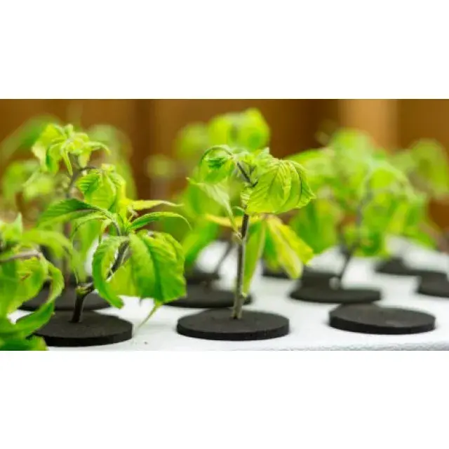 Cannabis Seeds - Can You Make Cannabis Grow Faster.