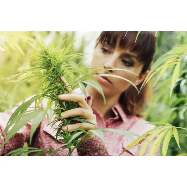 Cannabis Seeds - Grow Your Own - Discount Cannabis Seeds.