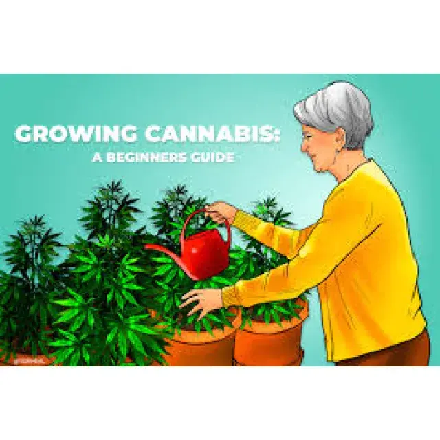 Understanding the Growth Cycle and Development of Cannabis Seeds.