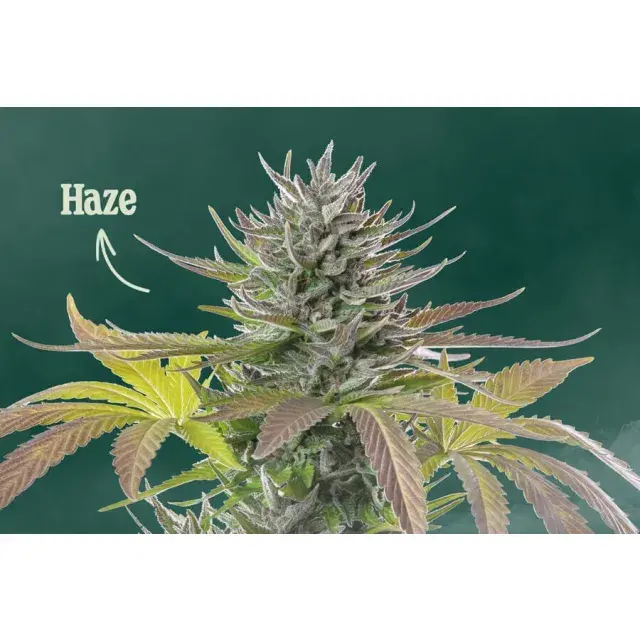 Cannabis Seeds: Haze Strain: Origins, Effects, and Growing Tips.