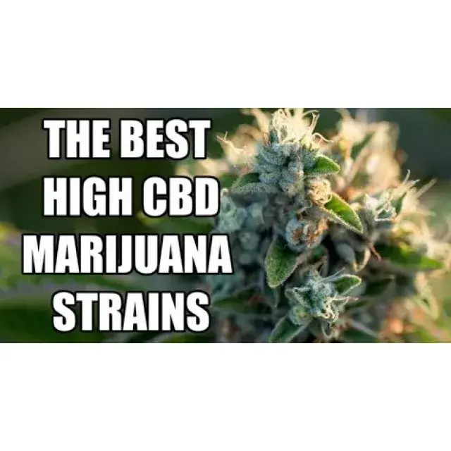 High CBD Cannabis Seeds - Discount Cannabis Seeds