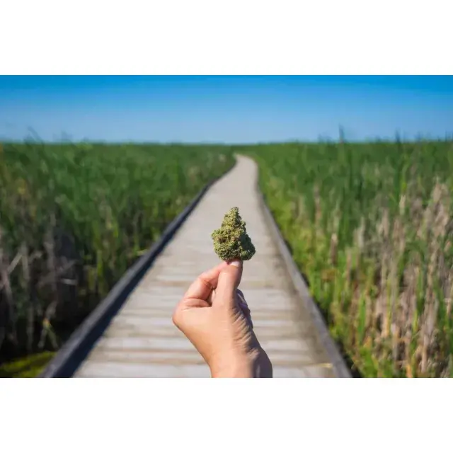 Cannabis Seeds - The Highest Tolerance Cannabis Seeds Strains.
