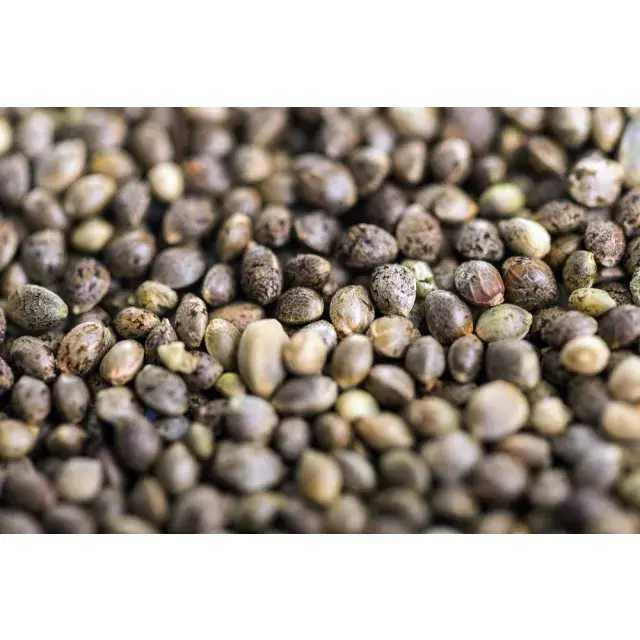 Expert Tips for Cultivating Stronger Cannabis Seeds Strains from Discount Cannabis Seeds.