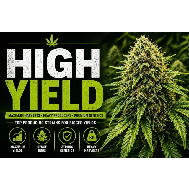 High Yield Cannabis Seeds UK (Top Producing Strains Guide 2026).