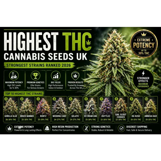 Highest THC Cannabis Seeds UK (Strongest Strains Ranked 2026).
