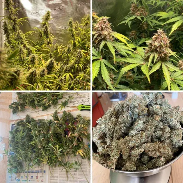 Highest Yielding Cannabis Seeds UK (Top Strains for Big Harvests)