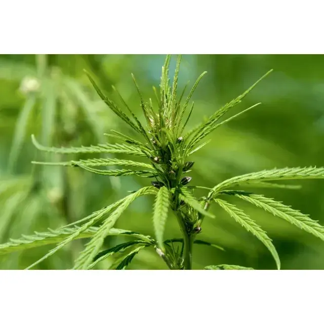 Explore the Exquisite Strains at Unmatched Prices At Discount Cannabis Seeds.