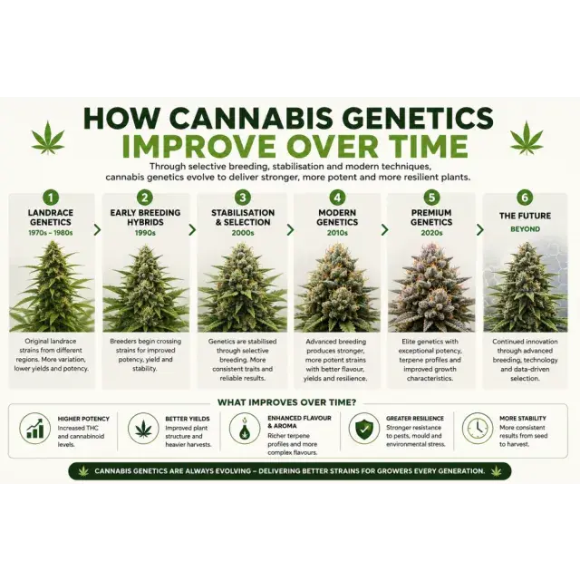 Cannabis Seeds: How Cannabis Genetics Improve Over Time.