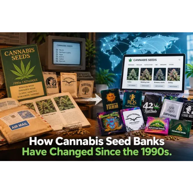 Cannabis Seeds: How Cannabis Seed Banks Have Changed Since the 1990s.