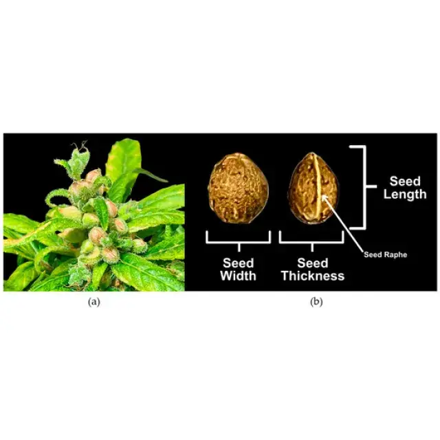 What Do Healthy Cannabis Seeds Look Like? (Complete Identification Guide)
