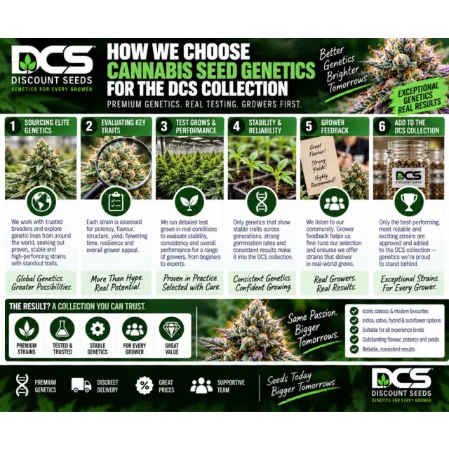 Cannabis Seeds: How We Choose Seed Genetics for the DCS Collection.