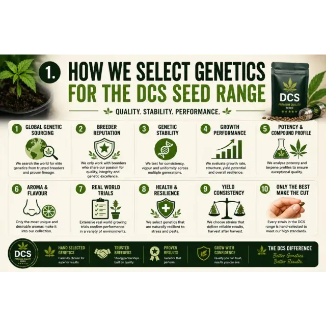 Cannabis Seeds: How We Select Genetics for the DCS Seed Range.