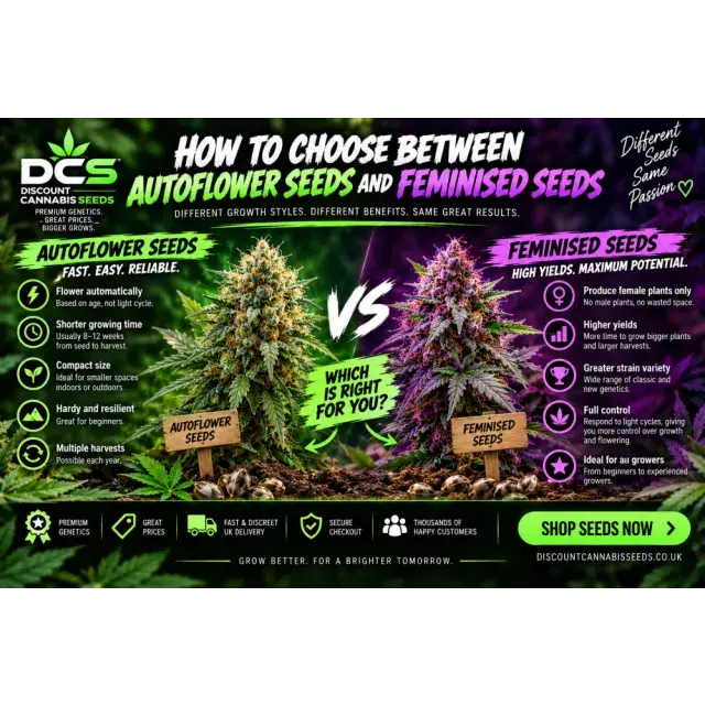 How to Choose Between Auto Cannabis Seeds and Feminised Cannabis Seeds.