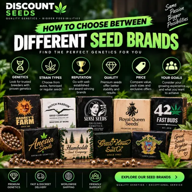 Cannabis Seeds: How to Choose Between Different Seed Brands.