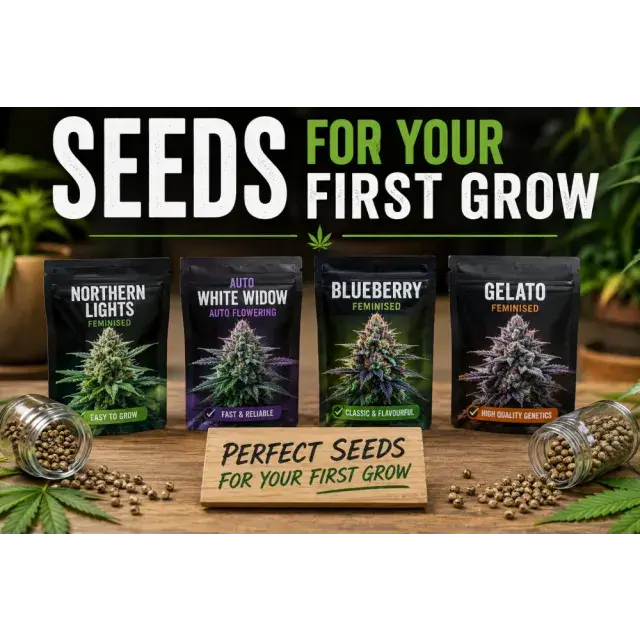 Cannabis Seeds: How to Choose Cannabis Seeds for Your First Grow