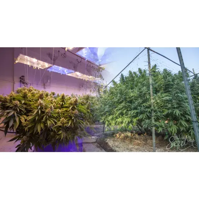 How to Choose Cannabis Seeds Based on Yield, Time, and Space.