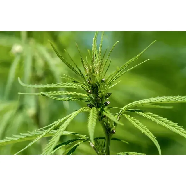 The Top UK Favourite Cannabis Seeds Based on Customer Reviews.
