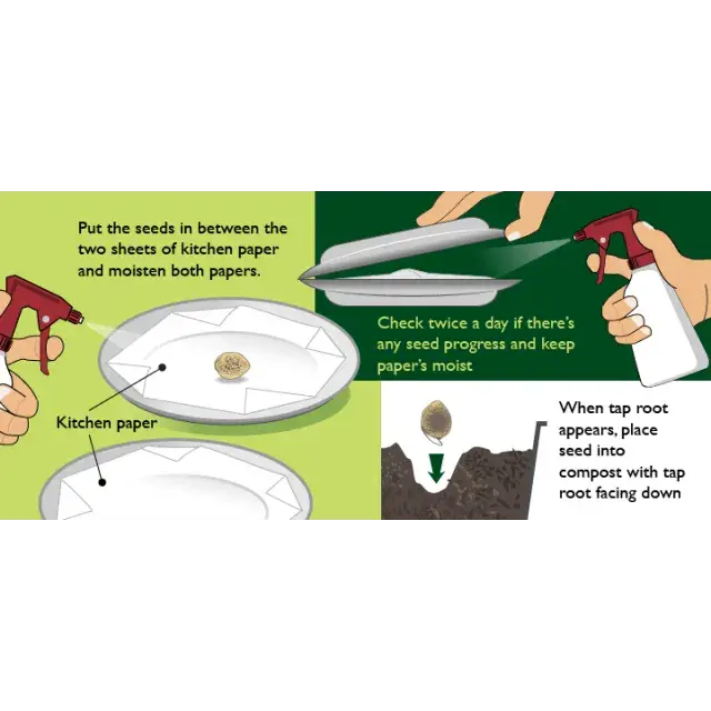 How to Germinate Cannabis Seeds: Step-by-Step Guide for Beginners