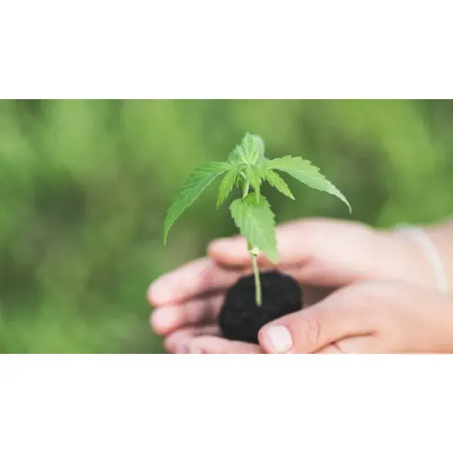 How to Improve Cannabis Seeds Germination Success.