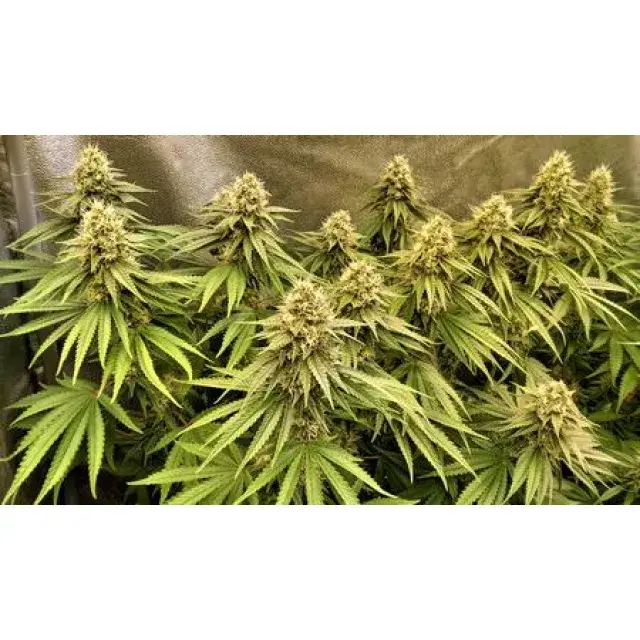 How to Get Bigger Yields From Cannabis Seeds (Pro Grower Secrets).