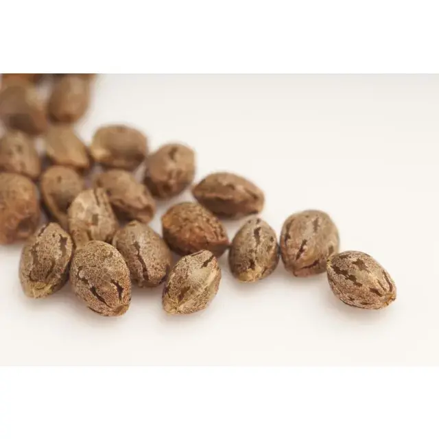 How to Tell If Cannabis Seeds Are Good (Before You Plant Them)
