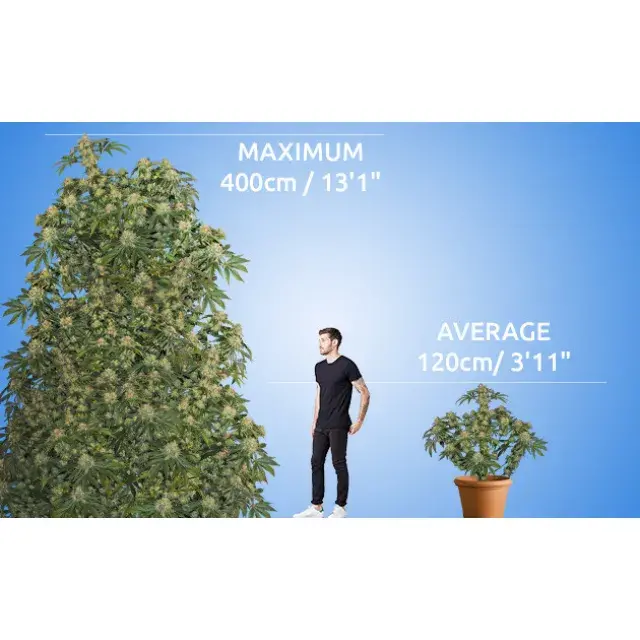 Mastering the Art: How to Grow Giant Cannabis Plants at Discount Cannabis Seeds.