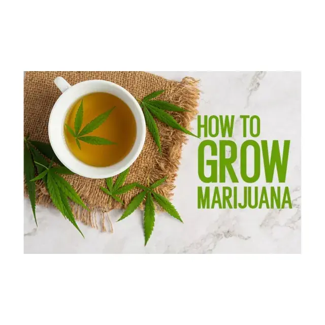 Why Some Cannabis Seeds Fail to Germinate (And How to Prevent It).