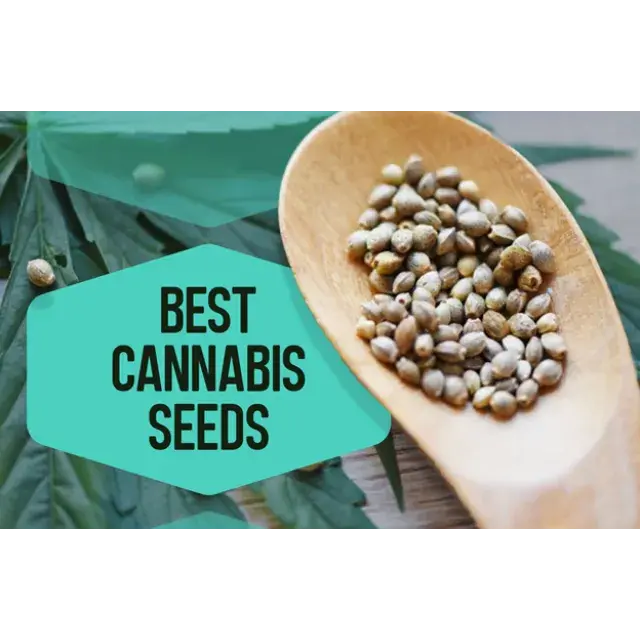 Cannabis Seeds Top Searched By You - Discount Cannabis Seeds.