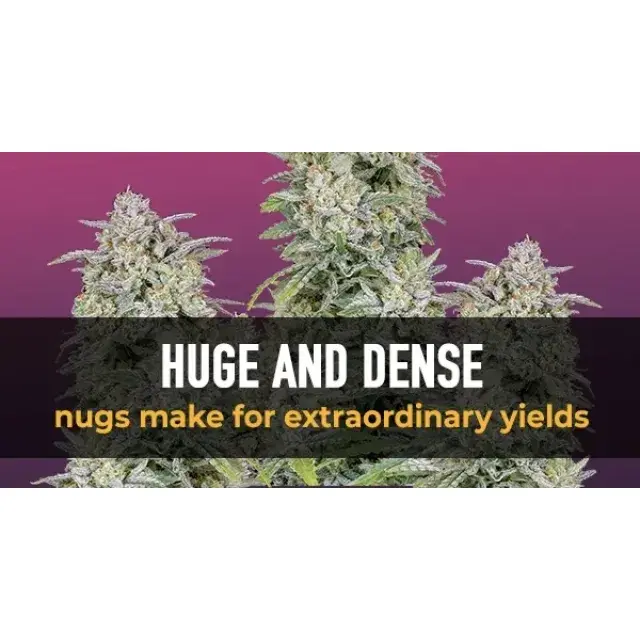 Cannabis Seeds The Exceptional Auto Seeds - Discount Cannabis Seeds.