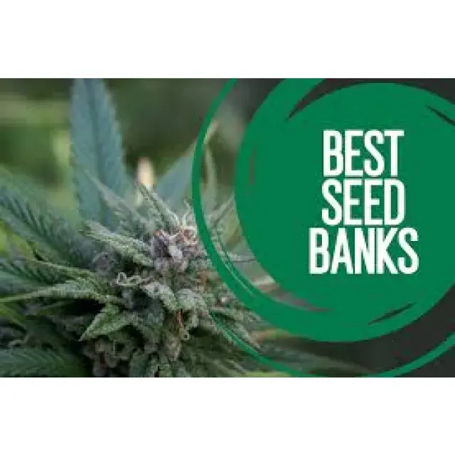 Cannabis Seeds Our Best Sellers - Discount Cannabis Seeds.