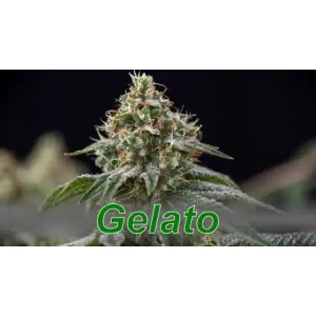 Cannabis Seeds Gelato Strains - Discount Cannabis Seeds.