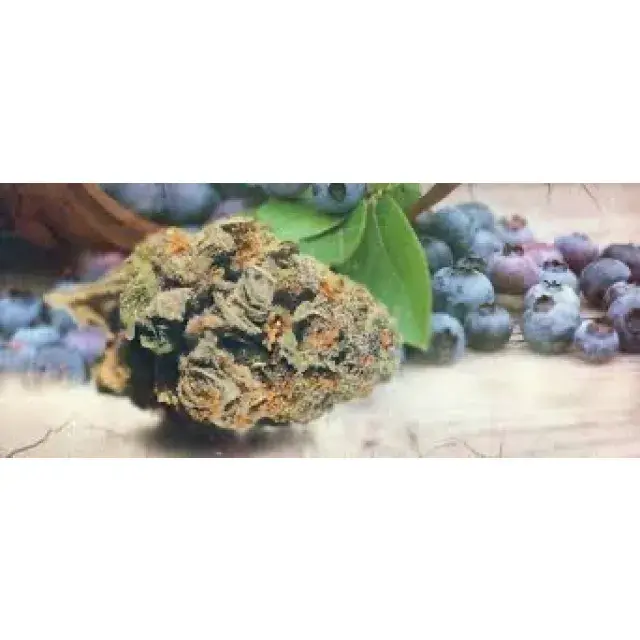 Cannabis Seeds Blueberry Strains - Discount Cannabis Seeds