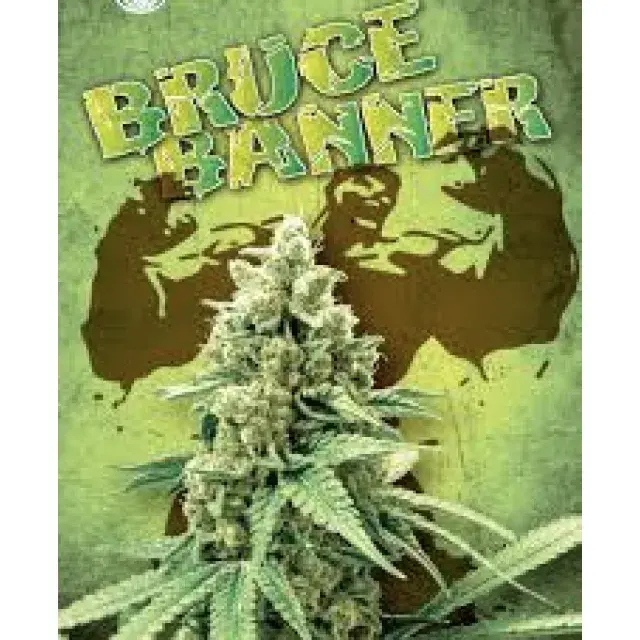Cannabis Seeds The Bruce Banner Strain - Discount Cannabis Seeds.