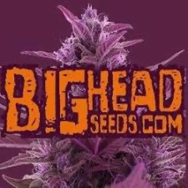 Cannabis Seeds Big Head Seeds - Discount Cannabis Seeds.