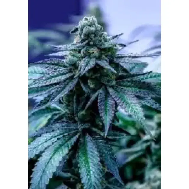 Cannabis Seeds The Blue Strains - Discount Cannabis Seeds.
