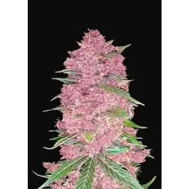 Cannabis Seeds The Pink Strains - Discount Cannabis Seeds.
