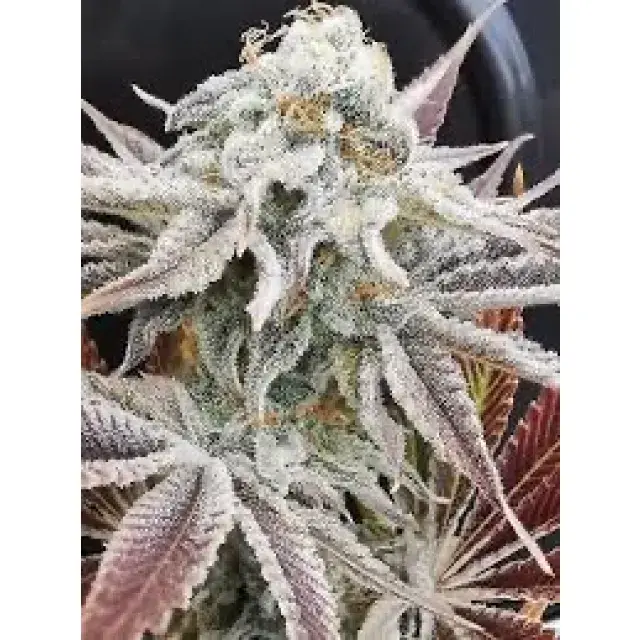 Cannabis Seeds The White Strains - Discount Cannabis Seeds.