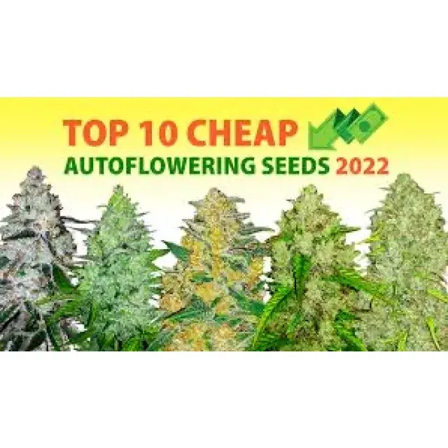 Cannabis Seeds The Best Auto's On A Budget - Discount Cannabis Seeds.