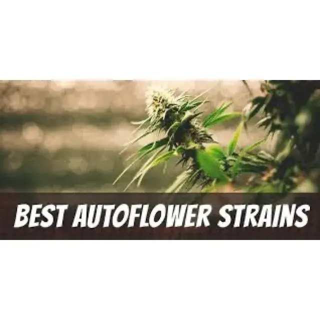 Cannabis Seeds The Fast Auto Flowering Strains - Discount Cannabis Seeds.
